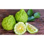 Bitkifidan 3 Yaş Bergamot Fidanı
