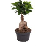 Bitkim Ficus Microcarpa Ginseng - Minyatür Bonsai Ağacı 25-30 cm