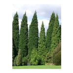 Bitkim Sende 1 Adet Leylandi Çam Ağacı Fidanı 30-60CM SAKSILI TÜPLÜ (Leyland Cypress Sapling)