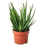 Bitkim Sende 1 Adet Yetişkin Aloevera 3 Yaş Aloe Vera