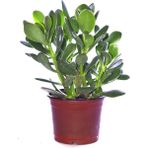 Bitkim Sende 10 cm Yeşim Bonsai Crassula Ovata Para Ağacı