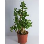 Bitkim Sende 10 Yaş Bonsai Crassula Ovata Para Bereket Ağacı