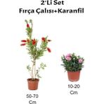 Bitkim Sende 2'li Set Kırmızı Fırça Çalısı Fidanı+ Pembe Karanfil Çiçeği Dış Mekan Bitkisi