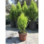 Bitkim Sende 30-40 cm Limon Kokulu Çam Ağacı