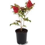 Bitkim Sende 30-60 cm Kırmızı Oya Ağacı Fidanı
