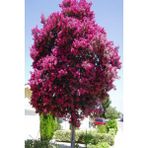 Bitkim Sende 30-60 cm Pembe Saksılı Oya Ağacı
