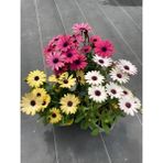 Bitkim Sende 3'lü Bodrum Papatyası Canlı Bahçe Balkon Çiçekleri Saksılı 15-30CM