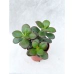 Bitkim Sende 5.5 cm Saksıda Crassula Ovata Sukulent Para Ağacı
