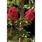 Bitkim Sende 50 cm Lagerstroemia Indica Oya Ağacı