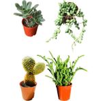 Bitkim Sende Aeonium Hawortii - Tespih Çiçeği - Prenses Çamı - Tavşan Kulağı