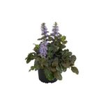 Bitkim Sende Ajuka -Mayasıl Otu (Arı Kovanı -Yüksük Otu) 1 Adet Saksılı 10-20CM Bahçe Bitkisi