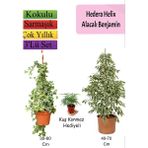 Bitkim Sende Alacalı Beyaz Benjamin Bitkisi+ Hedera Helix Sarmaşığı+ Tül Çiçeği Hediyeli