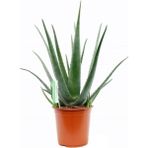 Bitkim Sende Aloe Vera Bitkisi 30 40 cm Sarı Sabır Bitkisi Ev Bitkisi