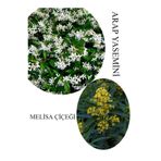 Bitkim Sende Arap Yasemini Çiçeği 1ADET Saksılı 30-50cm+Melisa Çiçeği 30-60cm Kokulu Bahçe Seti
