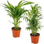 Bitkim Sende Areka & Dağ Palmiyesi Set 2 Adet 15-30 cm