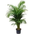 Bitkim Sende Areka Palmiyesi 130-150 Cm. Ev - Ofis - Salon Palmiyesi