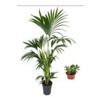 Bitkim Sende Areka Palmiyesi 20-40 cm, Para Ağacı Bitkisi Hediyeli, Saksılı İç Mekan Ofis Bitkisi