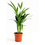 Bitkim Sende Areka Palmiyesi Ev Ofis Salon Bitkisi -Salon Palmiyesi 30-40 cm