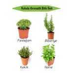 Bitkim Sende Aromatik KOKULU Mutfak Seti Fesleğen+Biberiye+Kekik+Nane+ Fidesi 4 ADET