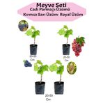 Bitkim Sende Avantajlı 4'Lü Üzüm Seti Cadı Parmağı+Kımrızı+Sarı+ Royal Üzüm Fidanı