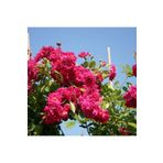 Bitkim Sende Avantajlı Pembe Sarmaşık Gül Fidanı Kokulu (90 140 CM)1 Adet Tüplü Aşılı Gül Pink Rose