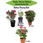 Bitkim Sende Bahçe Seti 1 Adet Pembe 1 Adet Kırmızı Zakkum Fidanı+ 1 Adet Pembe Gül Fidanı+ Hediye Lavanta