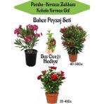 Bitkim Sende Bahçe Seti 2 Adet Limoni Servi Fidanı+ 1 Adet Kırmızı Gül Fidanı+Hediye Buz Çiçeği
