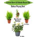 Bitkim Sende Bahçe Seti 2 Adet Limoni Servi Fidanı+ Beyaz Gül Fidanı+ Hediye Buz Çiçeği