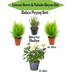 Bitkim Sende Bahçe Seti 2 Adet Limoni Servi Fidanı+1 Adet Beyaz Gül Fidanı+ Biberiye