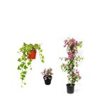 Bitkim Sende Begonvil Duvar Sarmaşığı, Pembe, 50-80 cm, Telgraf Çiçeği