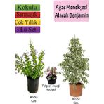 Bitkim Sende Beyaz Alacalı Benjamin Bitkisi+ Ağaç Menekşesi (Duranta)+ Telgraf Çiçeği Hediyeli