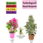 Bitkim Sende Beyaz Alacalı Benjamin Bitkisi+ Pembe Bodur Begonvil+ Kurdele Çiçeği Hediyeli