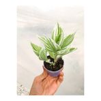 Bitkim Sende Beyaz Alacalı Telgraf Çiçeği, 10-15 cm Saksılı, Tradescantia Albiflora