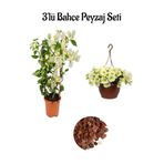 Bitkim Sende Beyaz Begonvil (30-60cm) + Sarı Petunya Çiçeği (20-30cm) + Curf Dekoratif Taş 2lt Peyzaj Seti