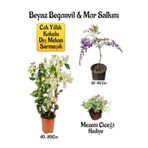 Bitkim Sende Beyaz Begonvil Çiçeği+Mor Salkım Ağacı Fidanı Mezem Çiçeği Hediyeli Bahçe Peyzaj Seti