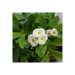 Bitkim Sende Beyaz Euphorbia Milii, Dikenler Tacı, Küçük Saksıda, İthal Orijinal