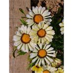 Bitkim Sende Beyaz Renk Gazanya Çiçeği 1 Adet SAKSILI/TÜPLÜ(15-25CM) Çiçekli Balon Bitkisi