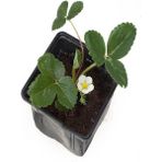 Bitkim Sende Bol Verimli Çilek Fidesi (5-10 Cm) 1 Adet Saksılı Fide