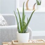 Bitkim Sende Bol Yavrulu Aloe Vera Bitkisi 40-60 cm