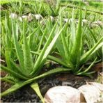 Bitkim Sende Bol Yavrulu Aloe Vera Çiçeği Bitkisi (Cilt Için Uygun) Sırrısabır Bitkisi