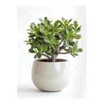 Bitkim Sende Bonsai Formlu Crassula Ovata Para Bereket Ağacı, Canlı Saksıda, Ev Ofis Dekoratif Salon Bitkisi