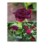 Bitkim Sende Bordo Yediveren Kokulu Gül Fidanı, 25-50 cm, 2 Adet, Saksılı Aşılı Burgundy Rose