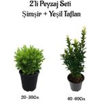 Bitkim Sende Çalı Şimşiri Fidanı+Yeşil Taflan Çit Bitki Seti 2'li Bahçe Peyzaj Bitki Seti