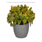 Bitkim Sende Crassula Ovata Kırmızı Uçlu Yapraklı, 15-25cm, Saksılı Para Çiçeği