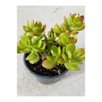 Bitkim Sende Crassula Ovata Para Çiçeği, Minimal Bakım, 15-25 cm, Saksılı Canlı Bitki