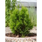 Bitkim Sende Cupressocyparis Leylandii 20 30 cm 2 Adet Dış Mekan Ağaç Çit Bitkisi