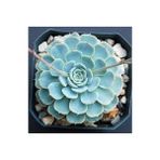 Bitkim Sende Dev Boy Xxl Echeveria Glauca (Aşkın Gözyaşı) Sukulent Bitki