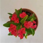 Bitkim Sende Dikenler Taci Kırmızı Tropikada Millie Euphorbia (Kırmızı)