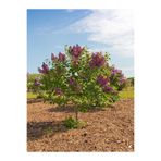 Bitkim Sende Dolgun Hoş Kokulu Mor Renkli 1 Adet Leylak Ağacı Fidanı 40-80cm Tüplü (LİLAC TREE SAPLİNG)