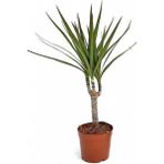 Bitkim Sende Dracaena Marginata Tek Gövdeli 50 - 60 cm